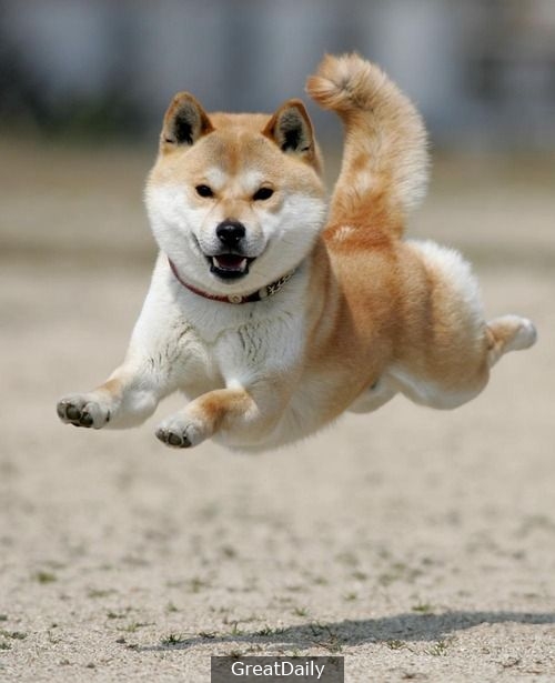 doge